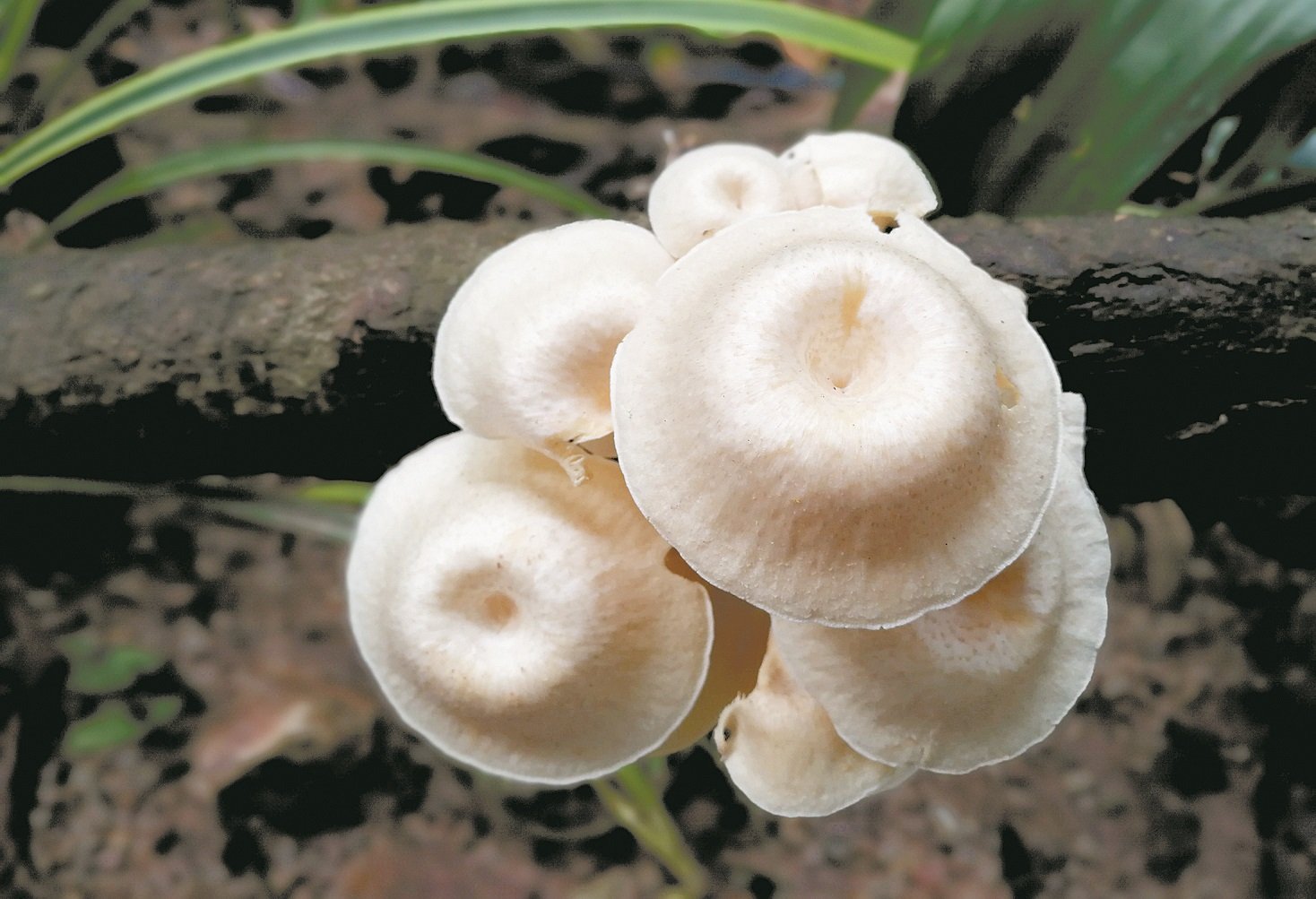 在潮湿的环境下生长的菇菌类。（受访者提供）