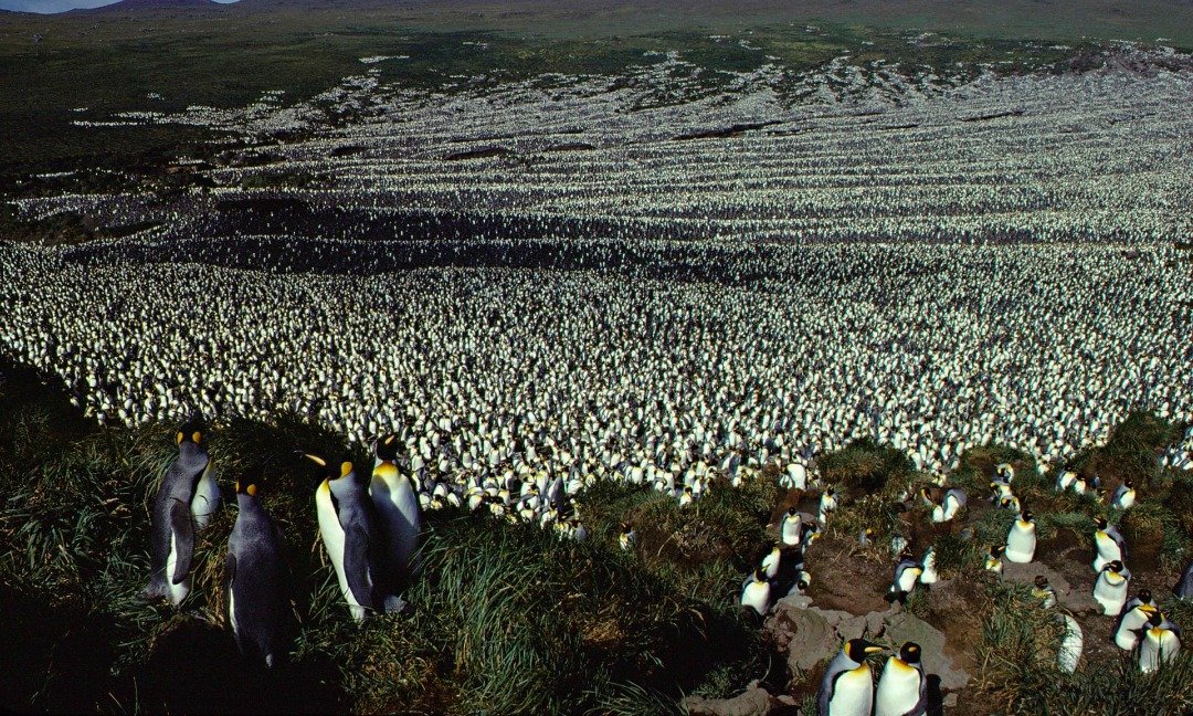相比科学家上一次，即1982年在科雄岛拍摄到密密麻麻的国王企鹅照片（图），目前该岛上的国王企鹅仅剩20万只，而且其栖息地正遭植披入侵。