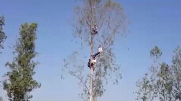 村民练习爬树报保命。