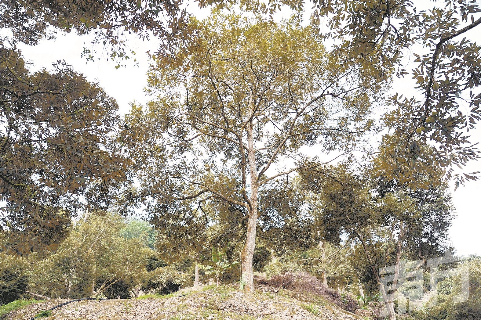 榴梿树“年纪越大”，产出的榴梿味道更浓郁，而陆国忠的榴梿园不乏30年以上的老树。