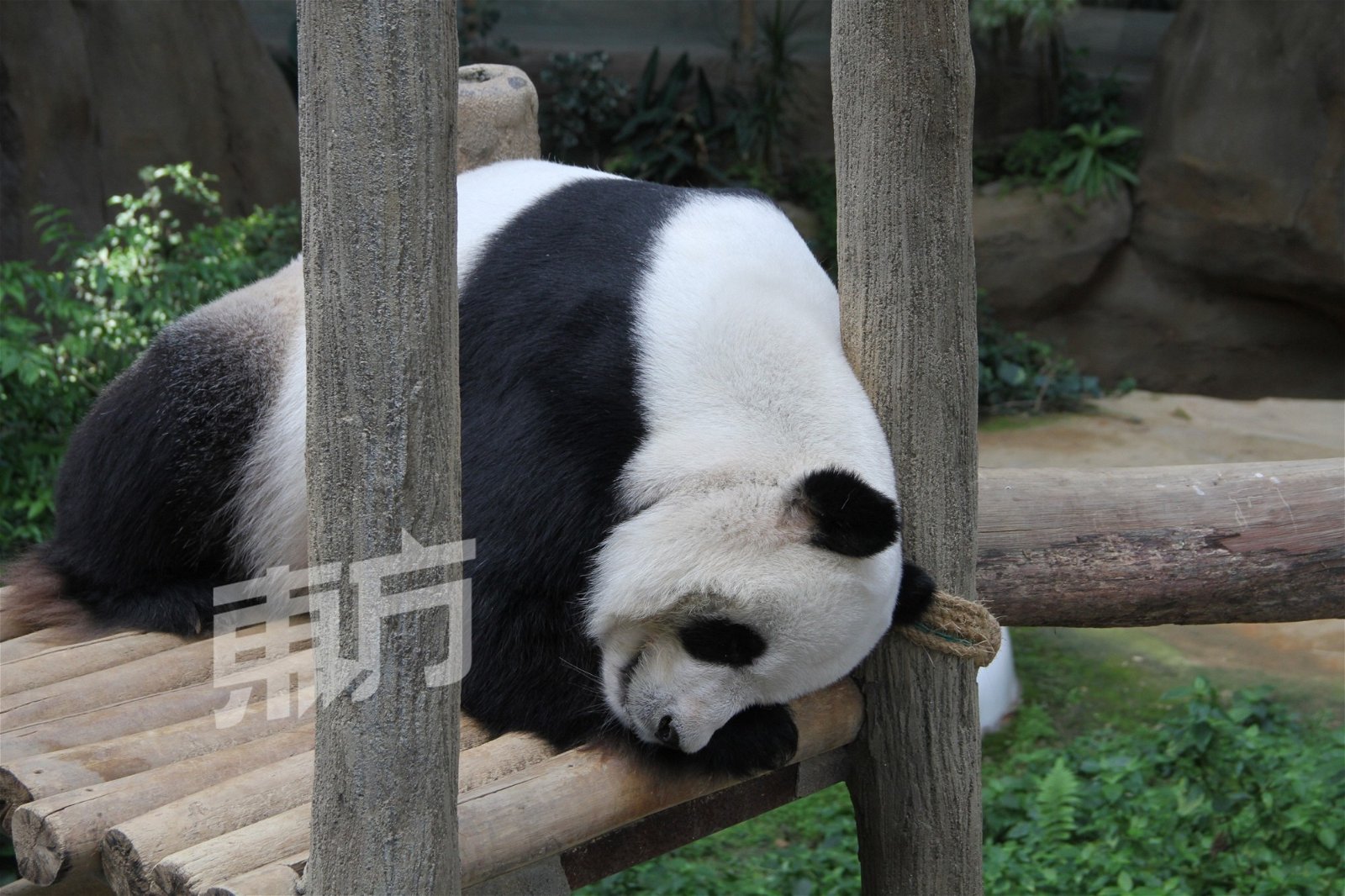 熊猫爸爸“兴兴”