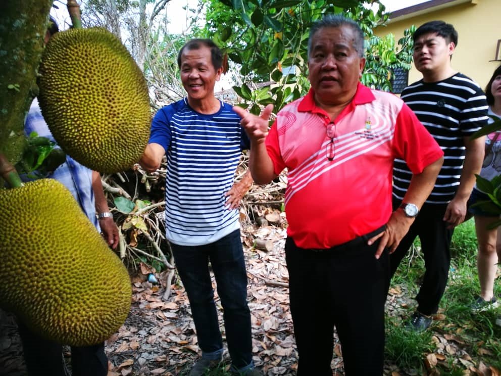“J33”菠萝蜜品种每粒重可达十几公斤。前右为赖国平。