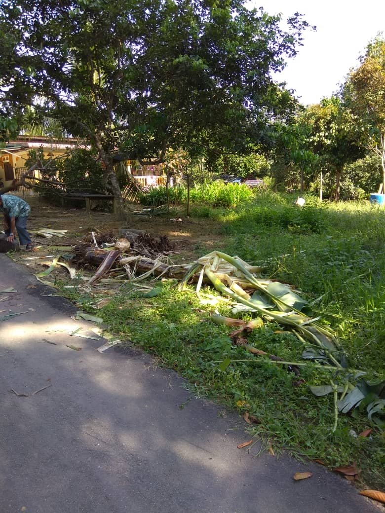 大象在马来甘榜摧毁一些香蕉树，令居民蒙受损失。