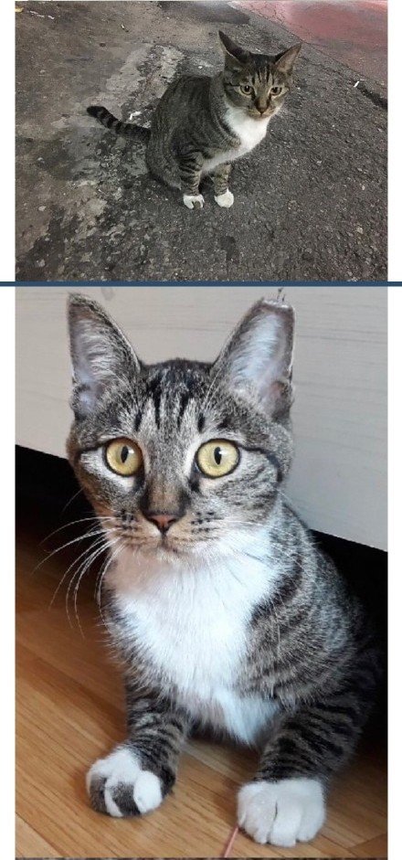 金龙国的猫露西在9月被发现流落街头。