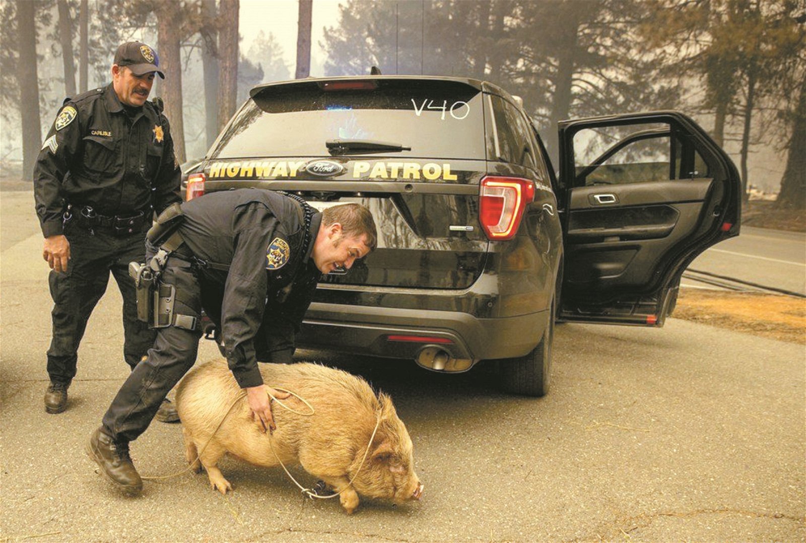 几乎全遭焚毁的天堂镇里，加州高速公路巡警成功救出一只宠物猪，并尝试将它抓上警车，载往救助中心。