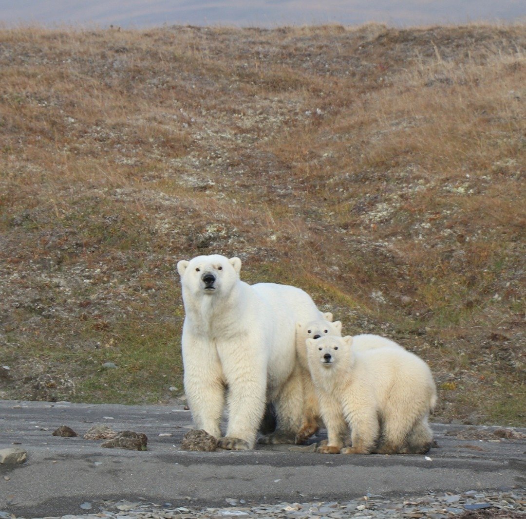 科研人员雷格尔在北极圈的弗兰格尔岛上，发现一只北极熊带著两只小北极熊，在岸边活动，拍下了它们的照片。研究发现，尽管由于气候变化造成海冰消失，但楚科奇海的北极熊数量正在蓬勃发展。