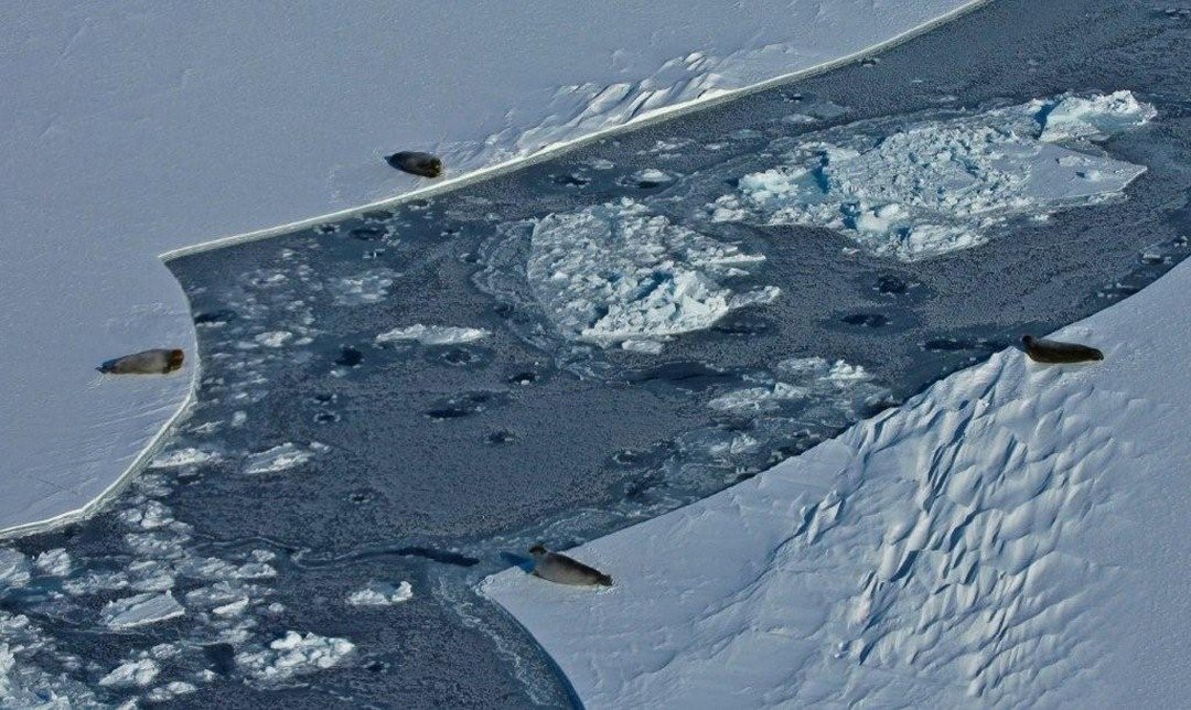 一些髯海豹在楚科奇海的海冰上歇息。北极熊就是从这些海冰上，猎捕海豹。