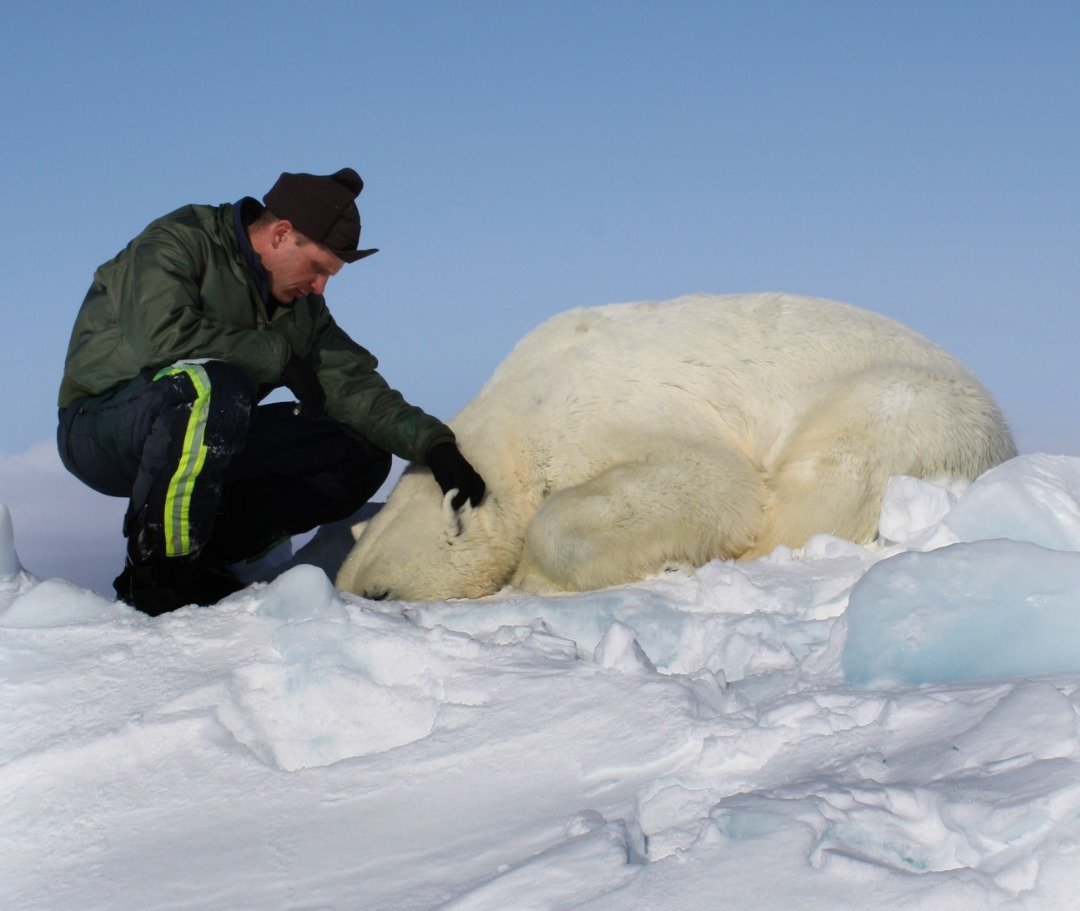 雷格尔是一位系统生物学，在陆地和海洋野生生物统计学研究上有15年的经验。这是他在楚科奇海的浮冰上，观察一只被镇静的北极熊。