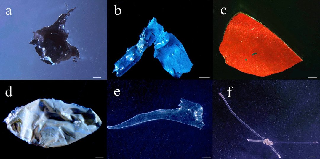 科学家在来自欣古河的锯脂鲤科（Serrasalmidae）鱼类肚子里，发现到一些塑胶微粒。