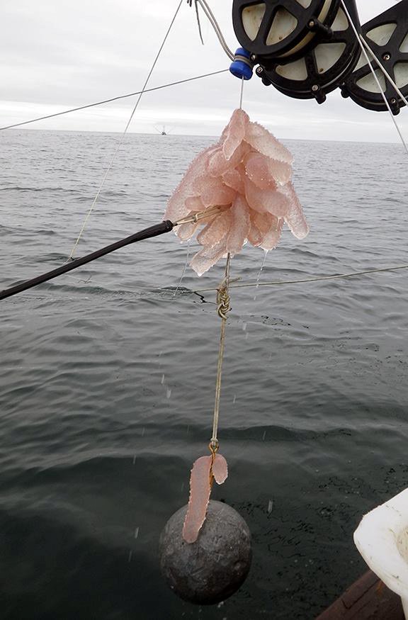 美国国家海洋和大气管理局（NOAA）的研究船，去年在美国奥勒冈州海岸打捞起多只火体虫。
