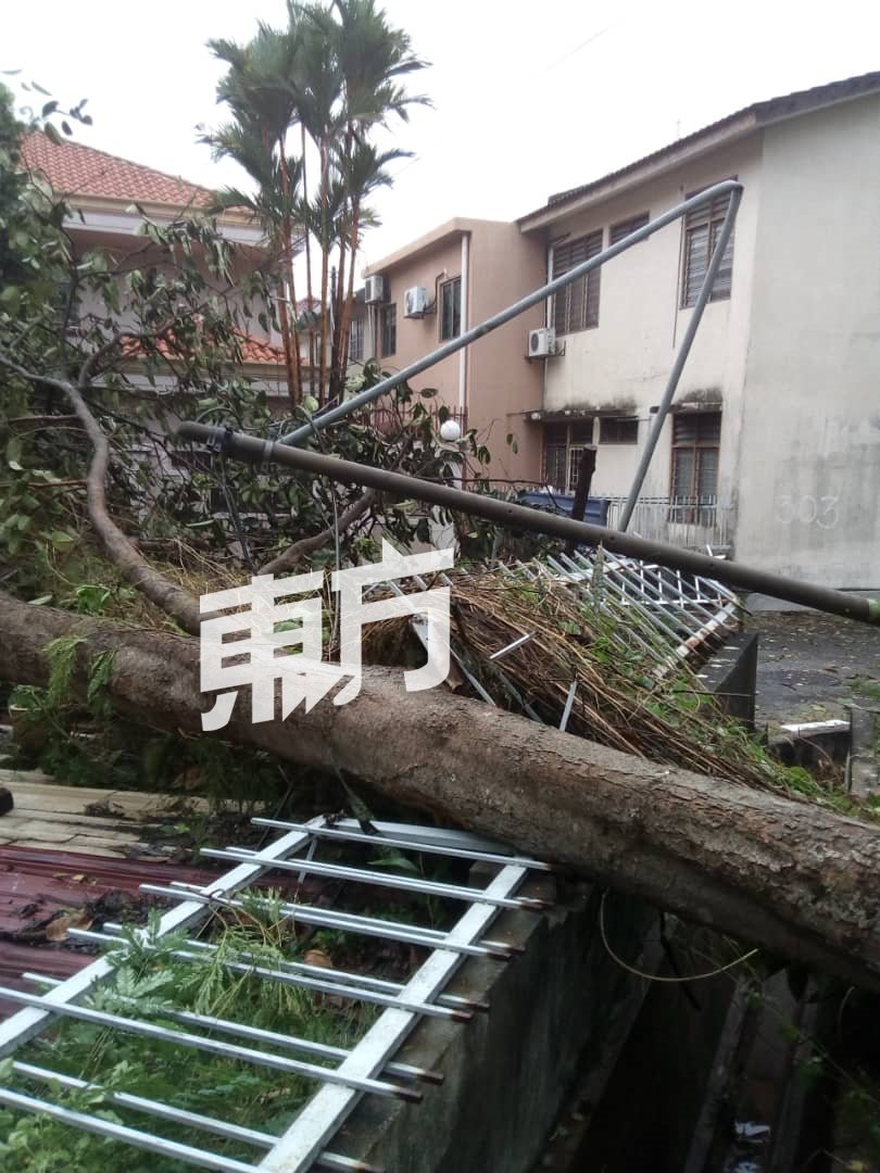 巴生遭遇最严重风灾，至少有200棵大树被刮倒。