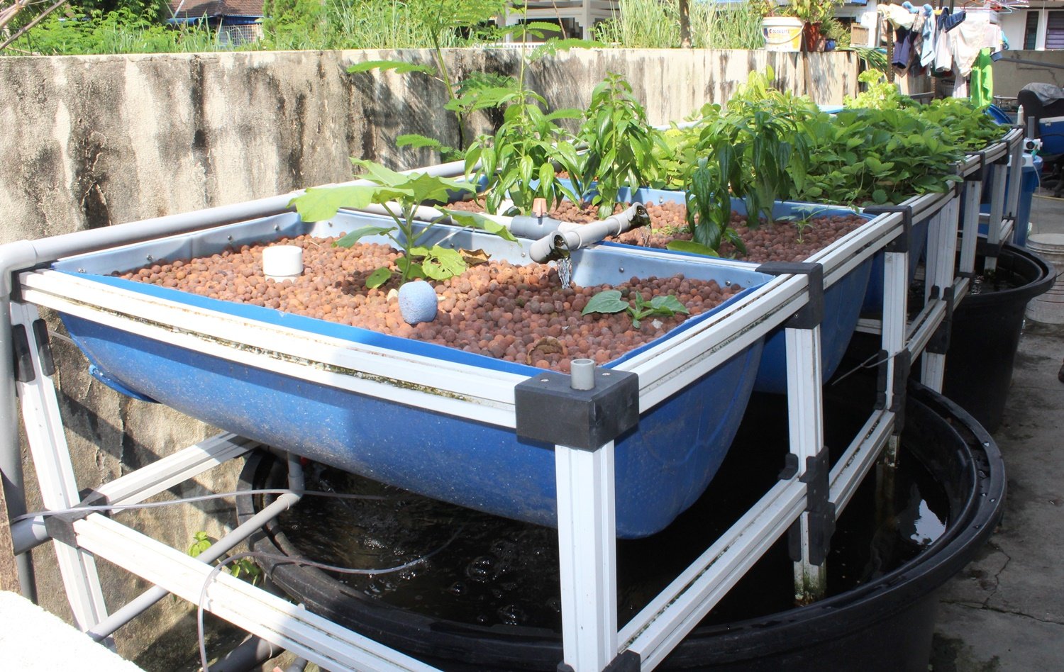 装满陶粒的介质床设计简单，安装在鱼池上非常省位，也是初学者的栽植床首选。