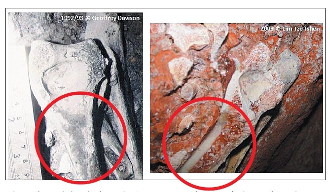 依据林泽昇提供的照片对比，右边在2009年拍下的照片，已 可看出部分化石遭受侵蚀。 （受访者提供）