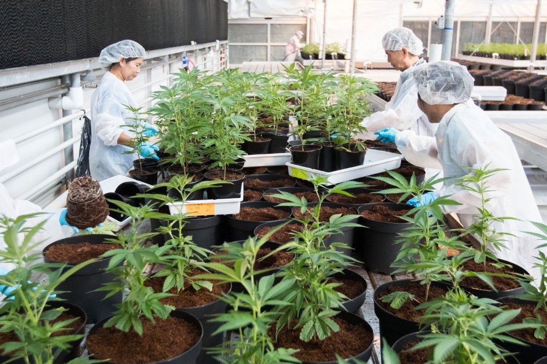在位于安大略省林肯市的Up's大麻工厂，工人们把大麻植物移到托盘上。