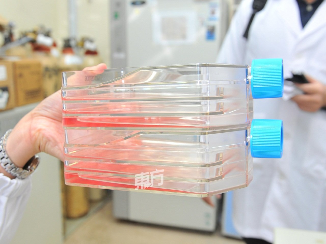 实验室培植癌细胞，供实验用途。