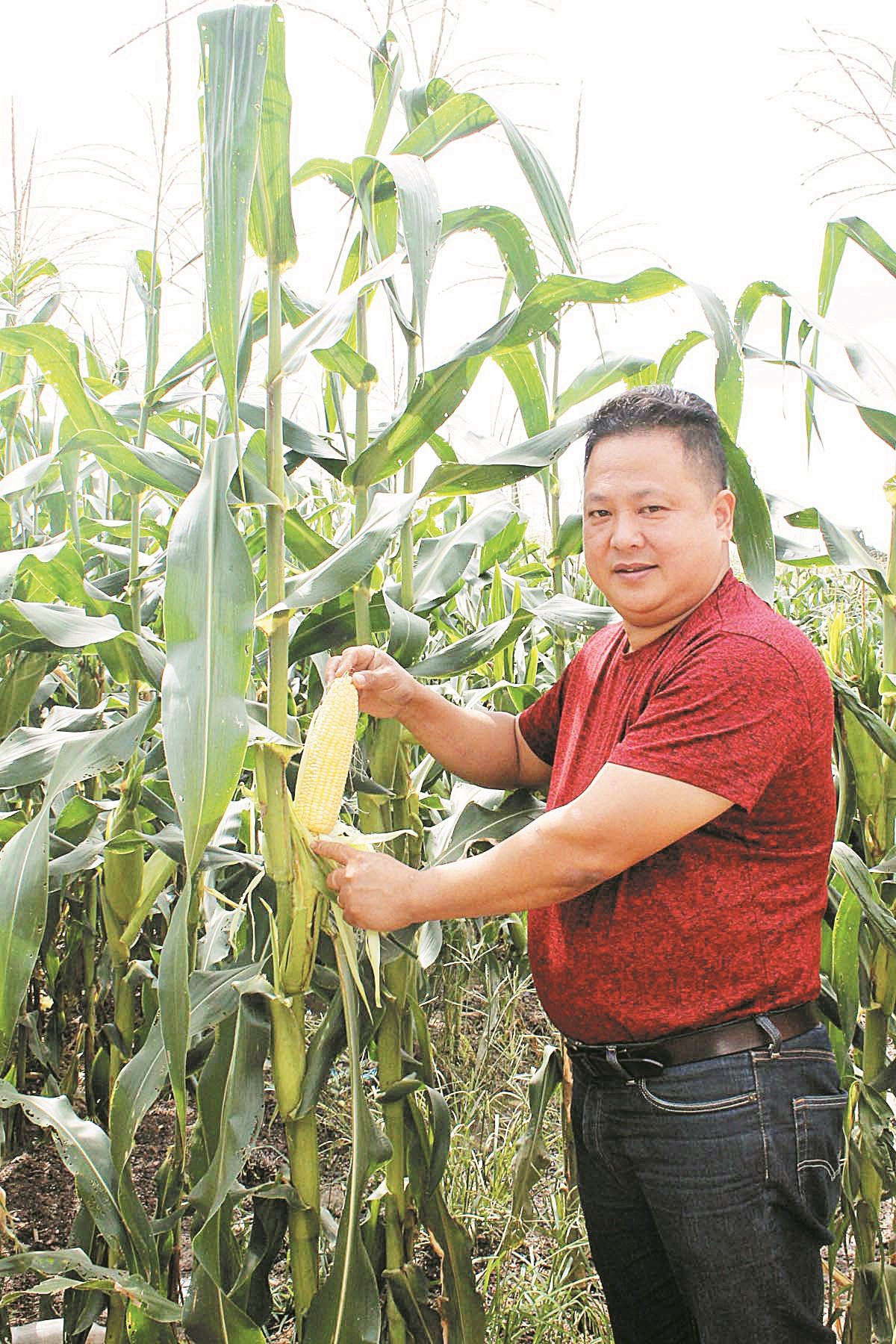 黄再兴强调“好种出好苗”，选择优质的品种将提升收成，所以他选择抗病能力强，及市场需求高的亚洲冠军甜玉米。