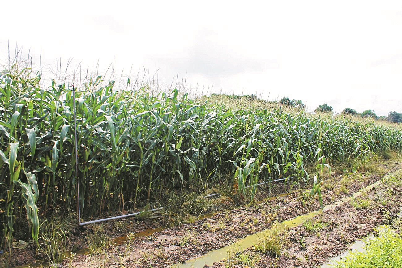 若要生产高品质的玉米，选择优质品种外，田间管理也很重要，尤其是要做到“旱能灌，涝能排”。