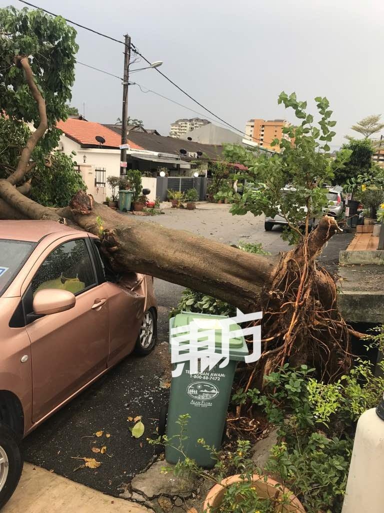 一棵大树倒下，压毁了停放在一旁的轿车。