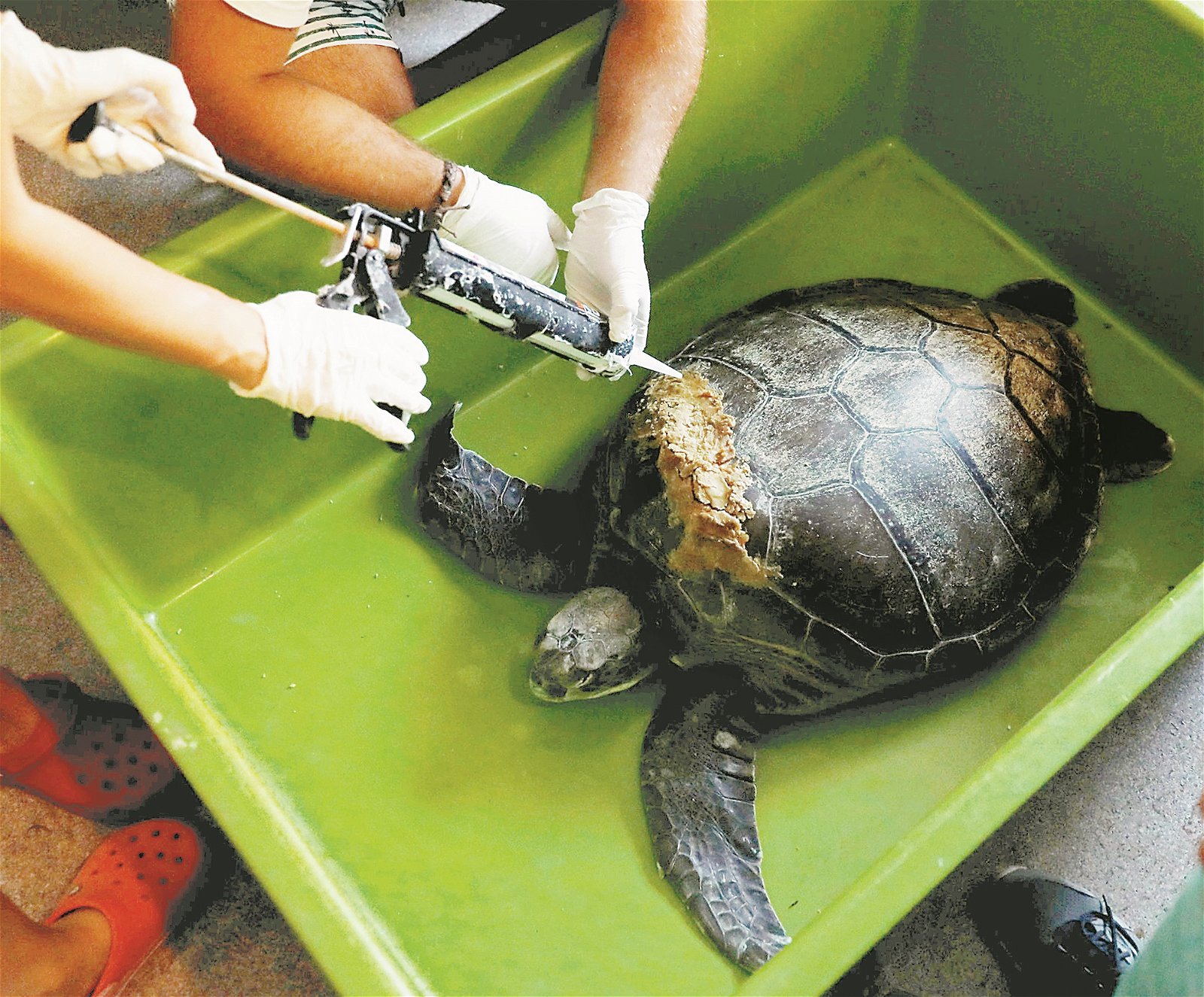 保育人员在一只海龟的龟壳内注入蜂蜡，以止住伤口。这只海龟因被船浆打伤而被送到该救援中心。