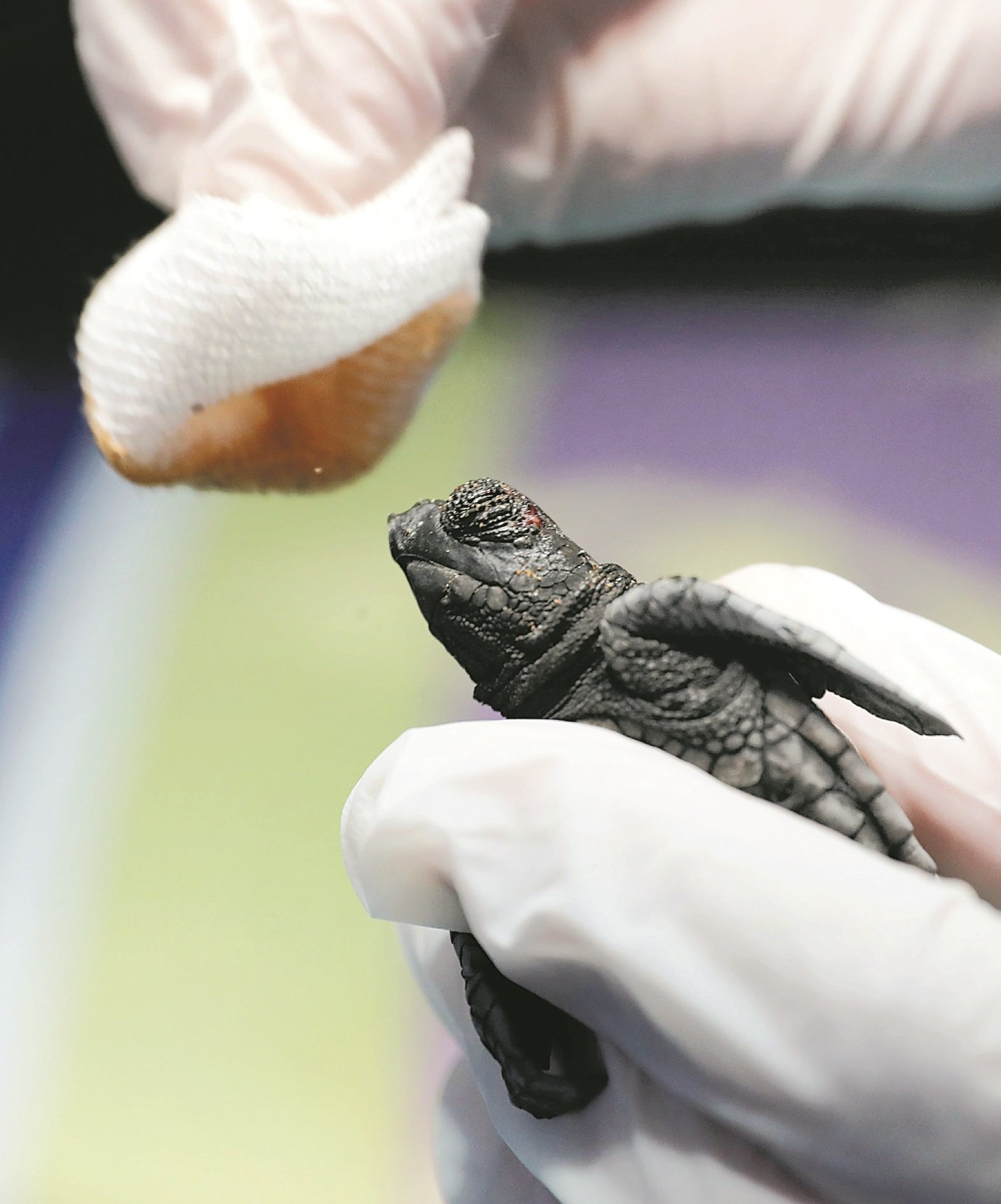 卡斯卡教授小心翼翼地为一只海龟宝宝清理伤口。这些经过8至9周孵化的小海龟，在放归大海时常遇上不少天敌，包括遭海鸟及海洋生物攻击、吞噬。