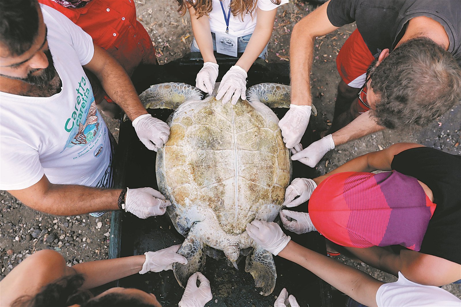 救援中心内的保育人员，将一只受伤的海龟翻转，为其检查伤势。