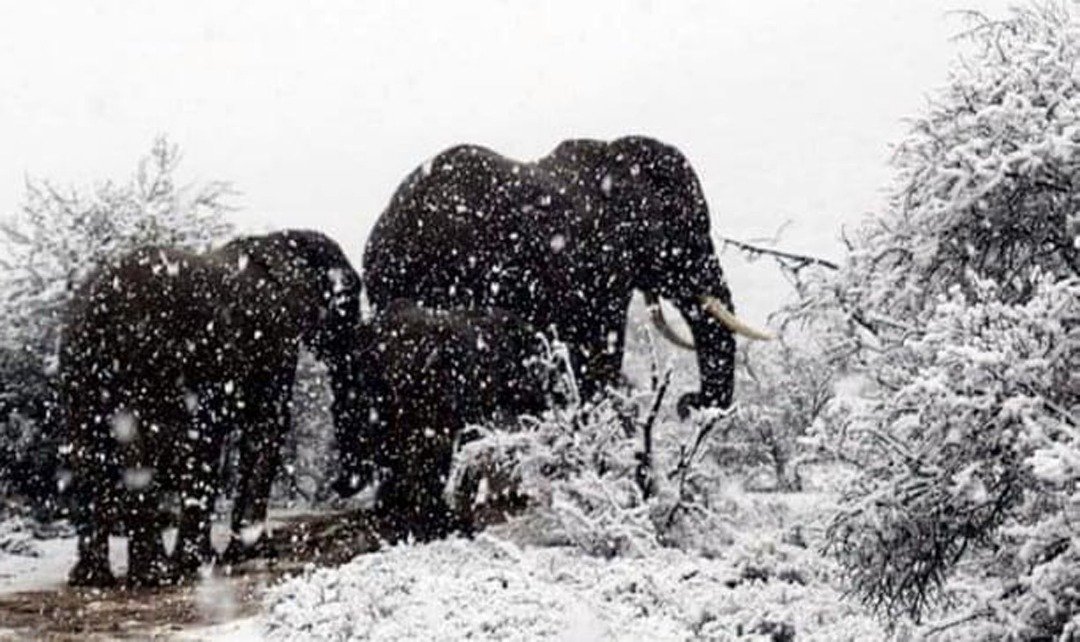 大象在雪中跋涉的照片，在社交媒体疯传，照片中的象群，也变成了“网红”。