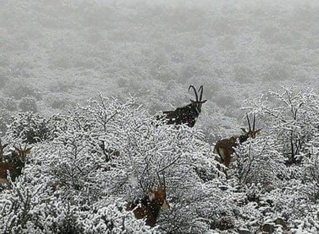在白雪皑皑、冬季仙境般的环境，摄影师也捕捉到几只羚羊结伴漫步雪中。