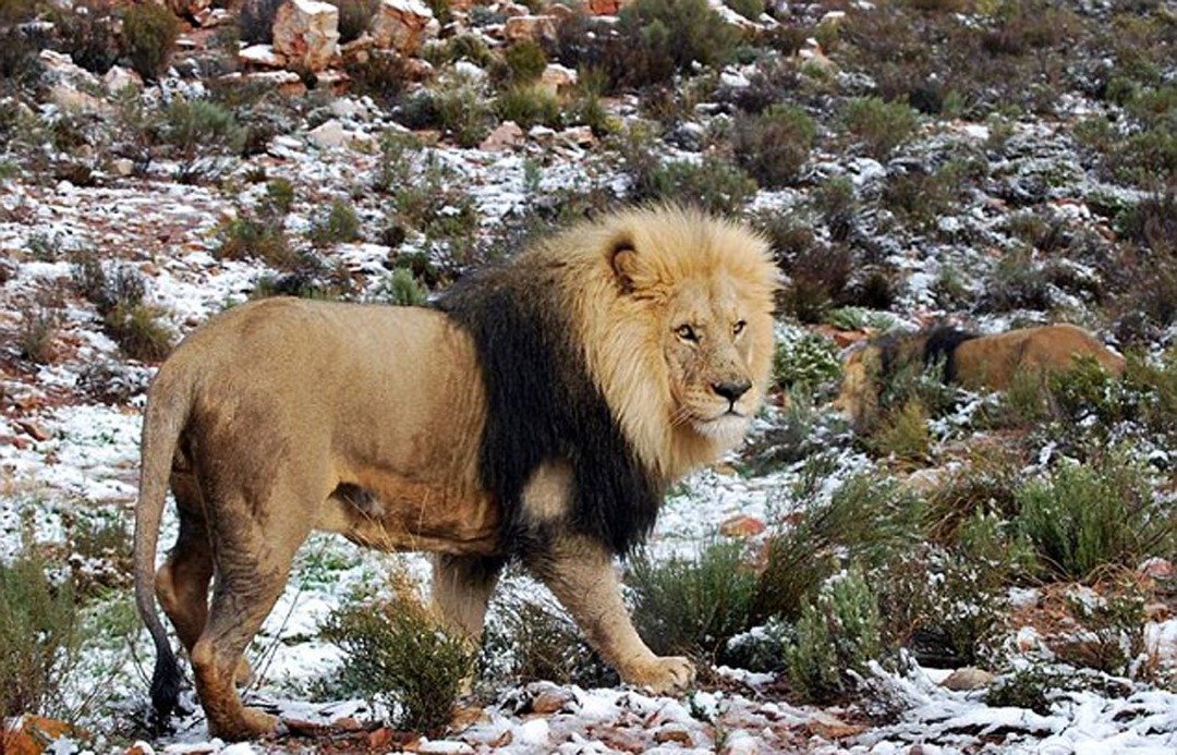 狮子的黄色皮毛与白色背景显得格格不入，就不知少了与其皮毛颜色相近的乾草掩护，会否影响万兽之王捕猎的指数。