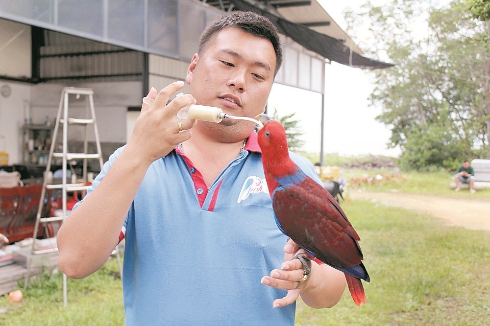 王顺宝使用软管喂食鹦鹉专用的奶水，帮助鹦鹉摄取均衡的营养素。