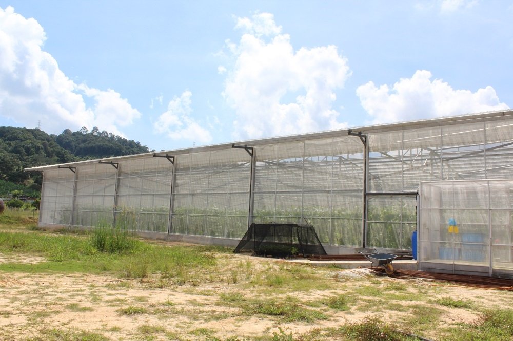 位于中江明鲁隐藏著一间蜜瓜培育室，是马文光以“工厂式”生产蜜瓜的基地。
