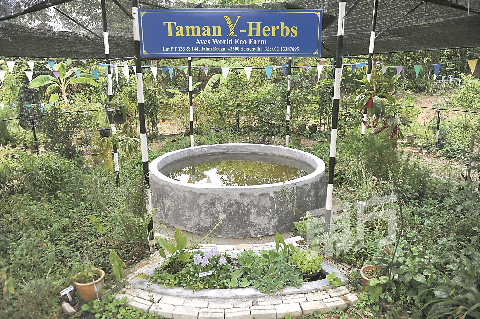 设立至今近两年的Y Herbs草药园，里头种植约300多种草药，全是袁瑞霖的心血。