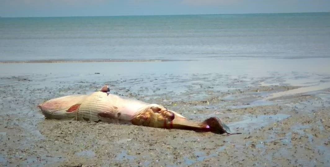 吉北沙拉港的海边泥沼上发现一具鲸鱼尸体。