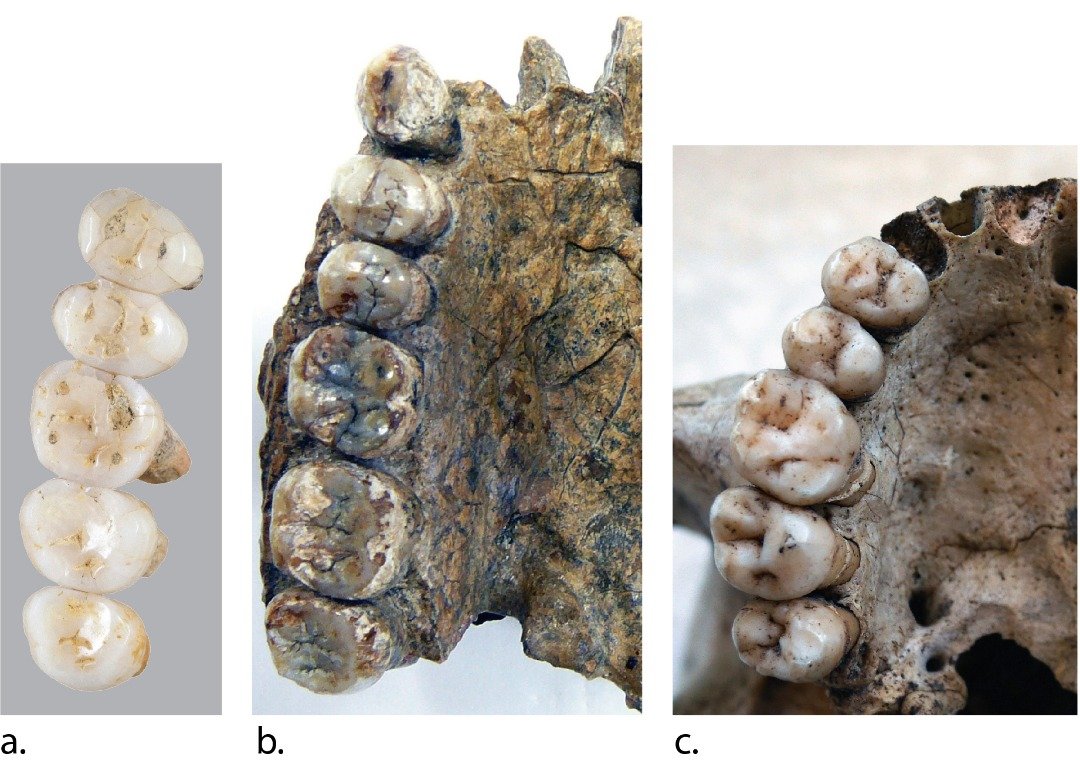 德特奥伊将研究团队，将卡拉奥洞发掘出的吕宋古人类（左起）牙齿化石，与直立人和小型智人的牙齿化石，进行对比。