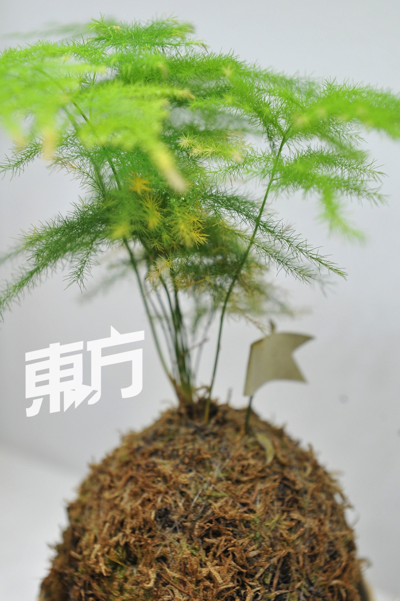 “他曼”的商标设计，灵感来自刘俊宝最喜欢的文竹和苔玉。苔玉即是苔藓球，是植物也是种植方法的一种，源自日本的江户时代，有著极高的观赏价值。
