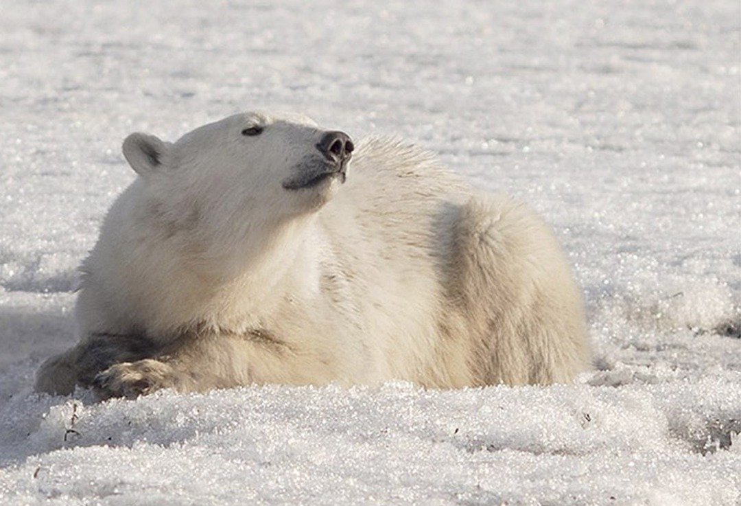俄罗斯堪察加半岛的气候、食物等条件均与北极熊“乌姆卡”的原生环境不同，因此迷路的乌姆卡在当地几乎不可能存活。当局计划对它进行麻醉，带回它在北方的栖息地。