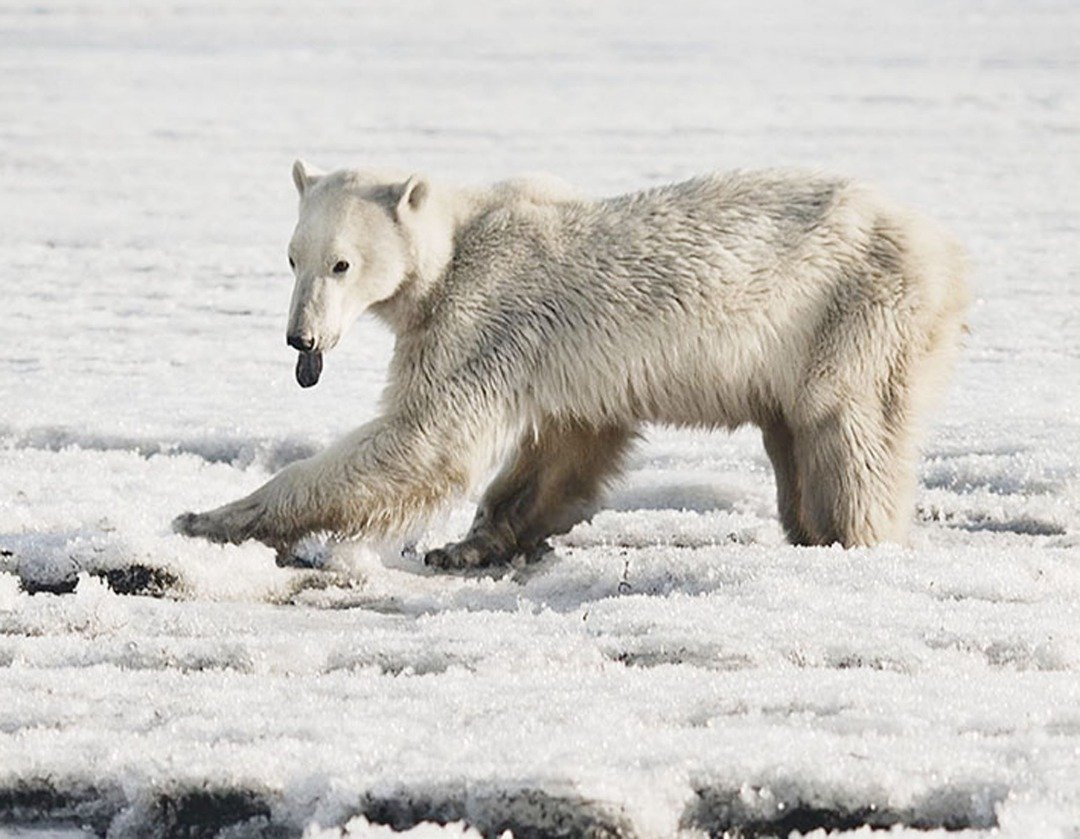 北极熊乌姆卡吐著舌头，艰难地在陌生雪地中行走。受到全球暖化速度加快的影响，北极熊的生存空间不断地受压迫，将来或出现更多北极熊接近人类生活环境的情况。