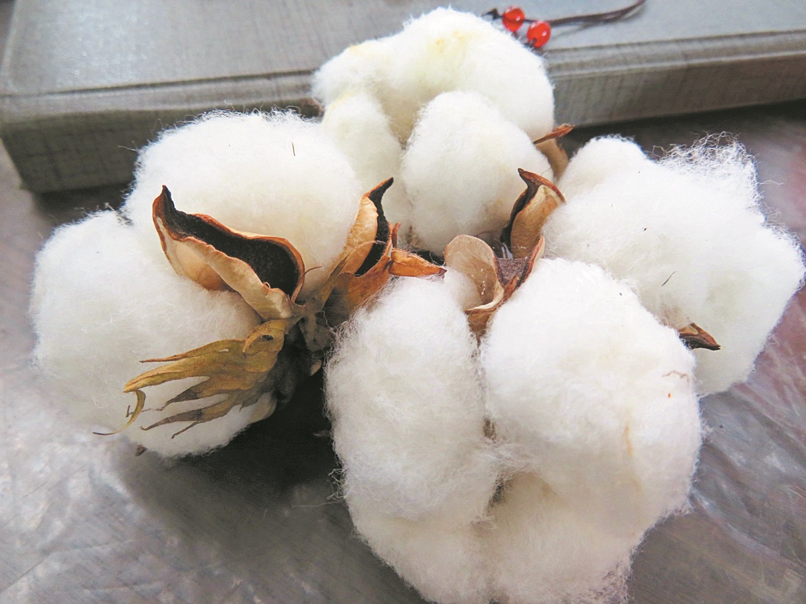 盛开的棉花，会有 褐色外壳保护。