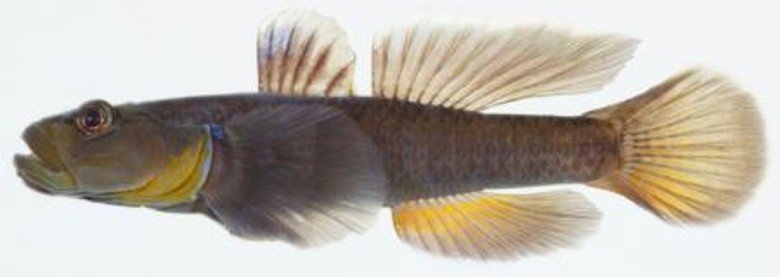 天皇明仁在位最后一篇论文，是关于吻鰕虎属鱼类“苇登”的研究。