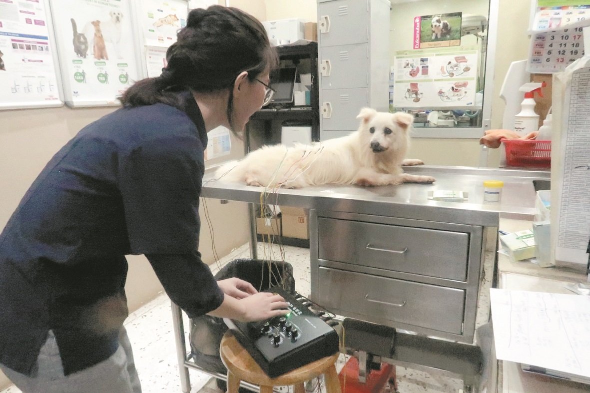 王嘉凌在帮狗只Nono进行电针，原本不能站立的Nono在接受针灸治疗后已逐渐康复，行动也开始自如。