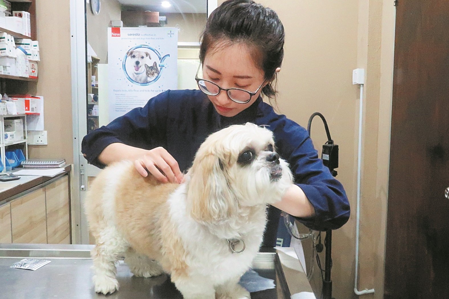 王嘉凌正在帮Snowy进行干针疗法。