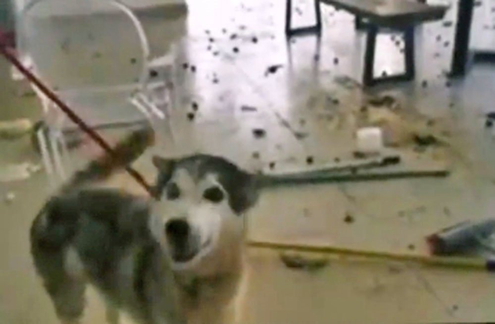 哈士奇获施救，爱狗人士发现屋内地板上都是狗粪便。（图取自面子书）