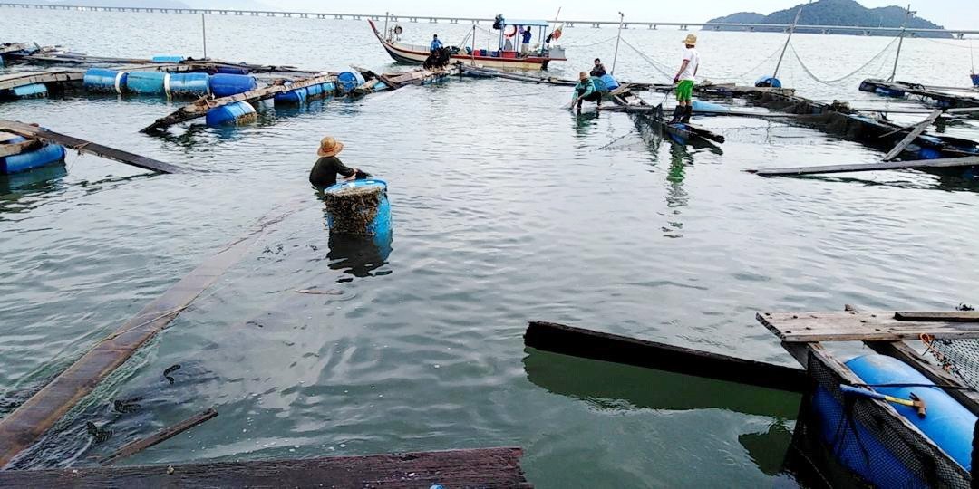 养鱼户在鱼排里抢捞还待在网里的鱼只。