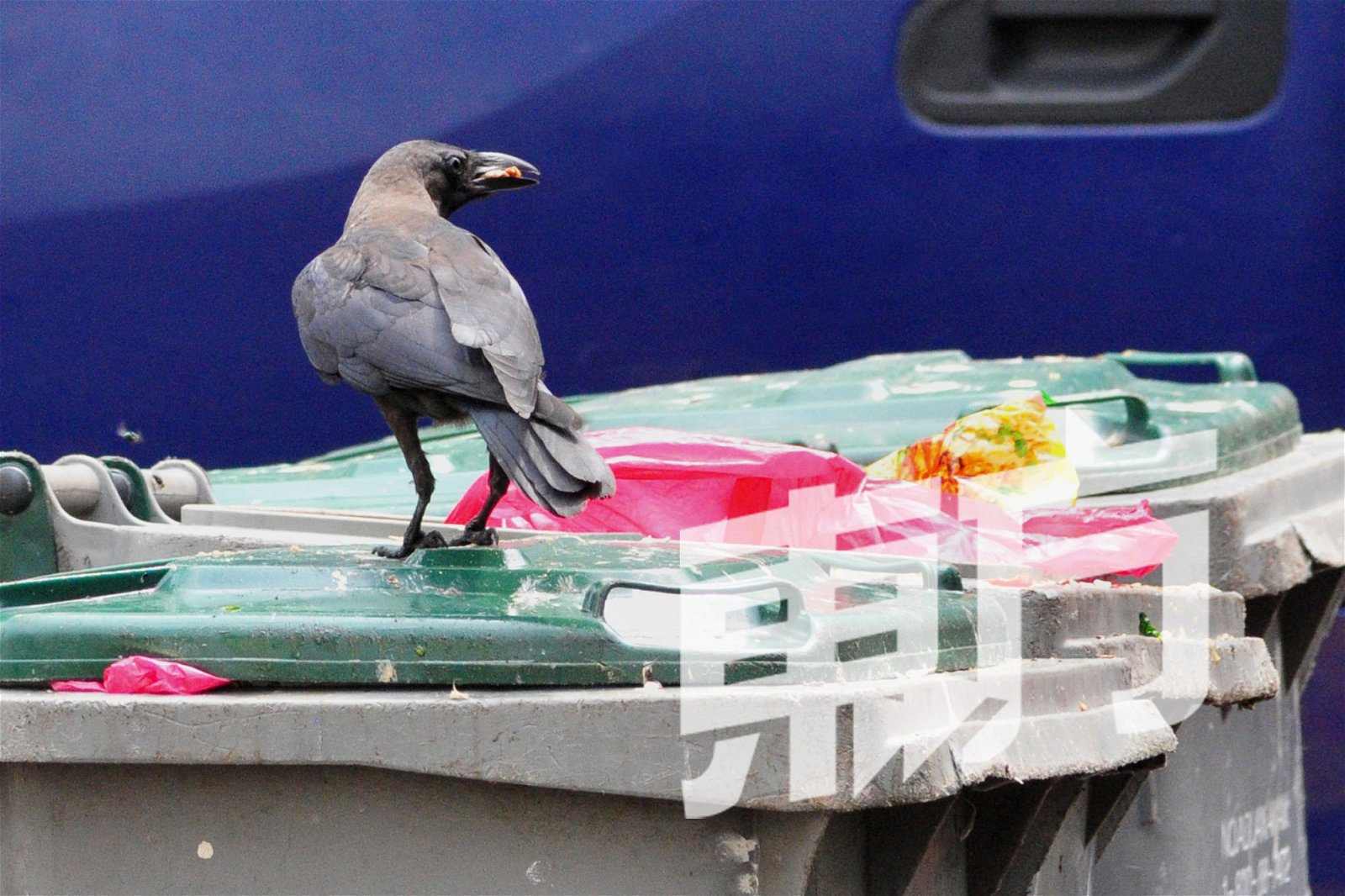 乌鸦喜欢在垃圾桶或是巴刹等地方觅食。（摄影：杨金森）