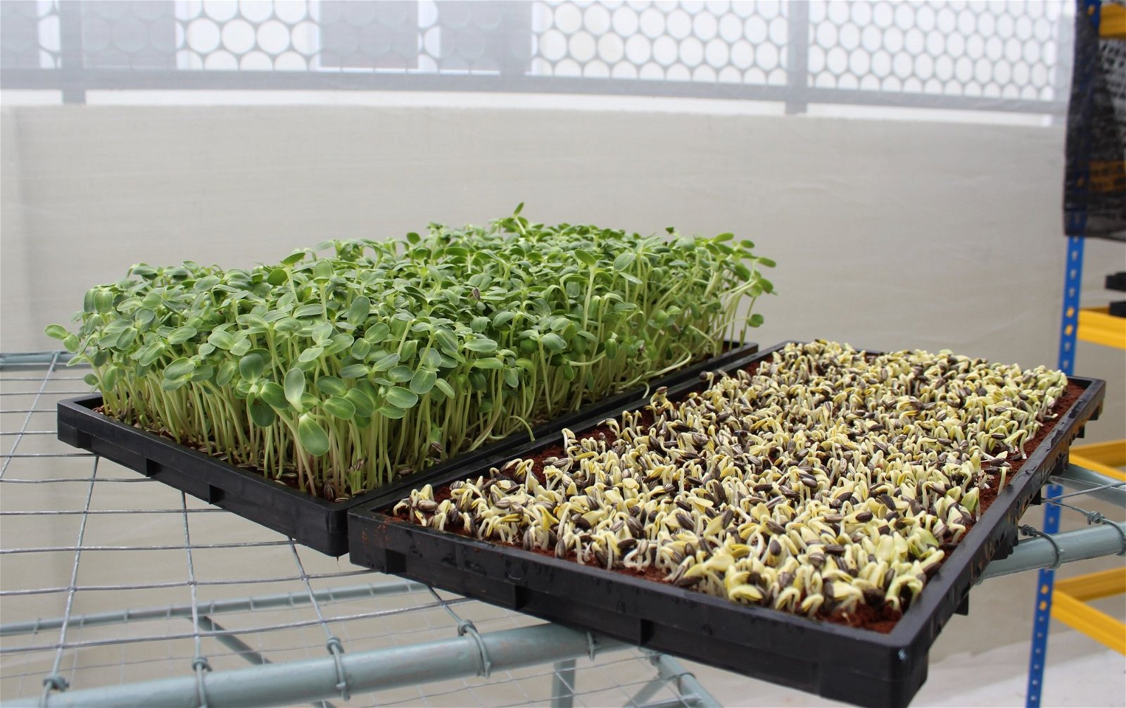 向日葵芽苗菜的种植期仅需短短7天，如图中右边托盘，为刚栽种3天的芽苗菜，左边则是栽种第7天，并可收割的芽苗菜。