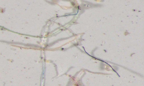 科罗拉多州采集的雨水经显微镜可见，其中含有多种颜色塑胶微粒。