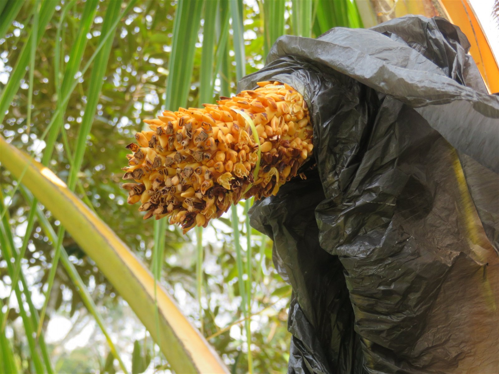椰子树长出还未结果的椰花茎时，形如玉蜀黍，剥开椰子后，可见黄色的椰花茎。