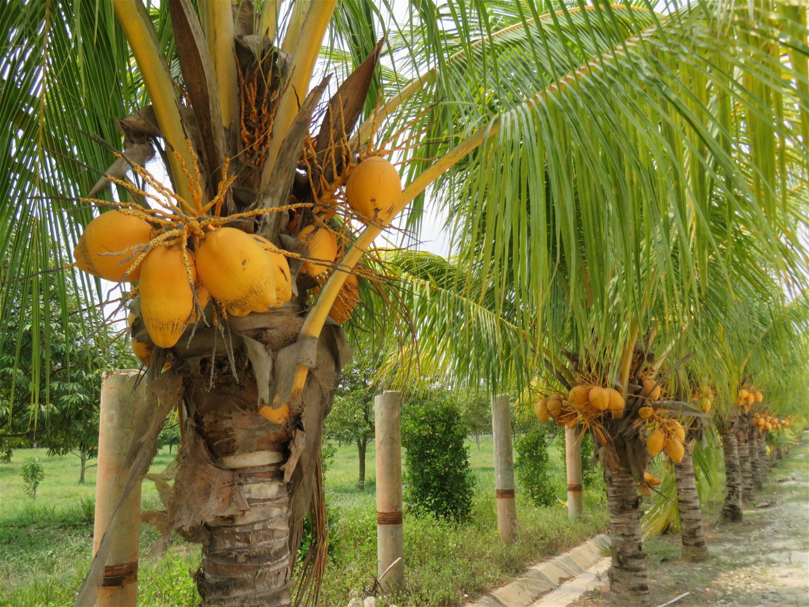 黄椰不会生长太大粒，且椰水不多，所以较多时候被用于制作椰花酒。