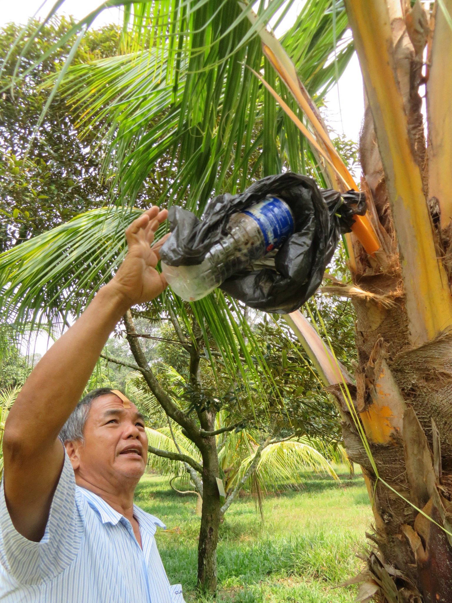 陈亚明称，把矿泉水瓶绑在椰花茎处，即可让椰花汁直接流入瓶内，过后需要以黑色塑胶袋绑著瓶子，避免暴晒。