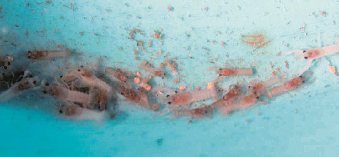 孵化后的虾苗非常细小，必须细心照料，以免死亡。