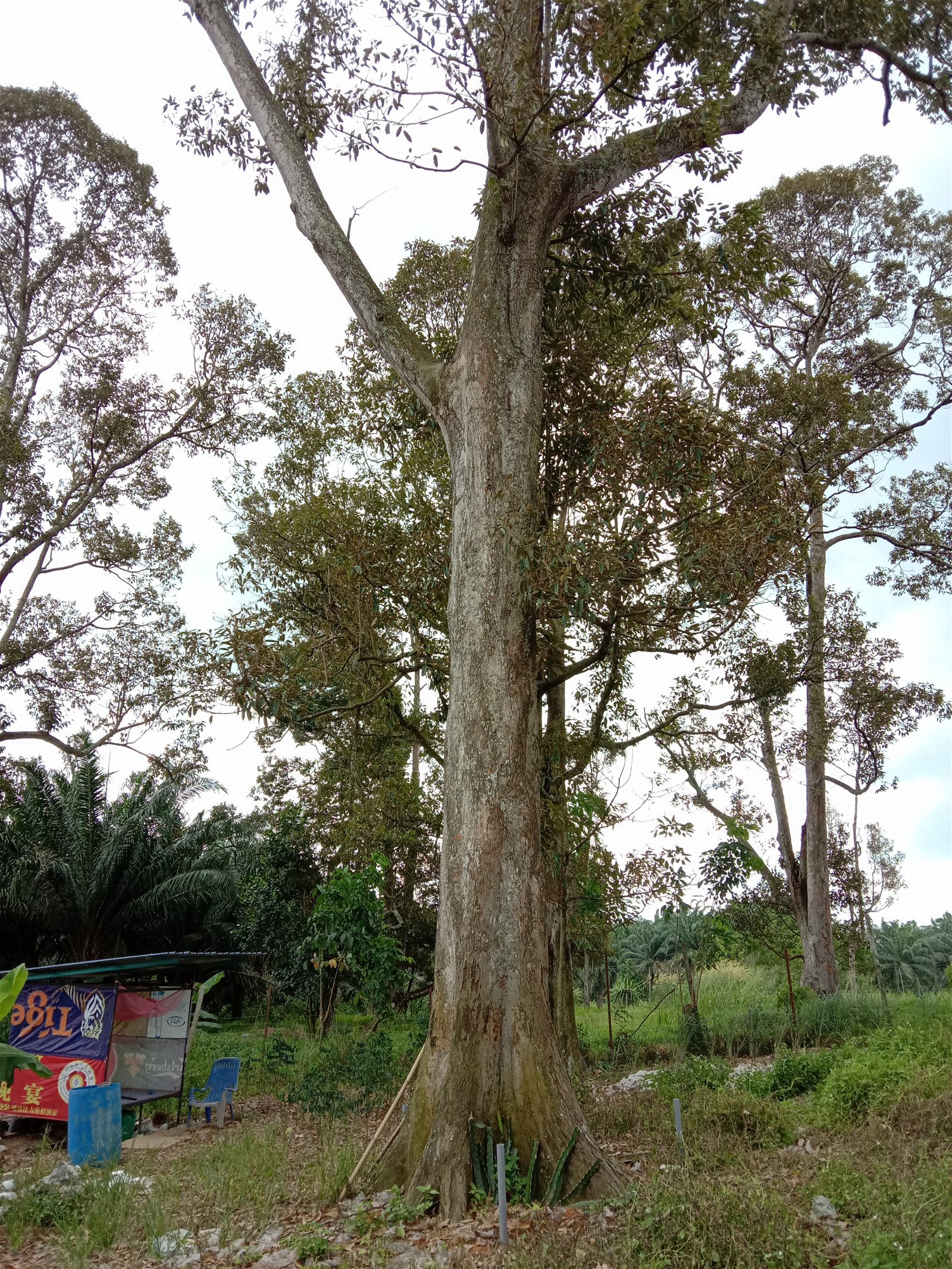 加拜榴梿树最高可以达到100公尺。